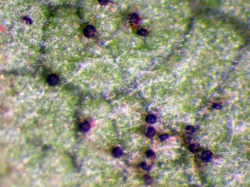 Powdery mildew Outdoors